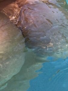 therealbrandy exclusive onlyfans leaked nudes