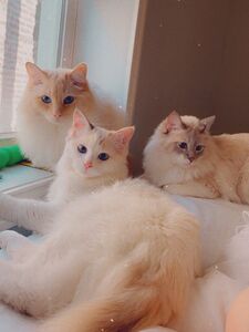 imnotlaika exclusive onlyfans leaked nudes