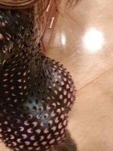 eva noot new hot onlyfans leaked nudes