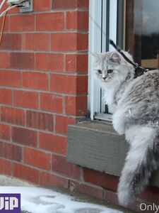 Isla D aka onlyisla new hot onlyfans leaked nudes